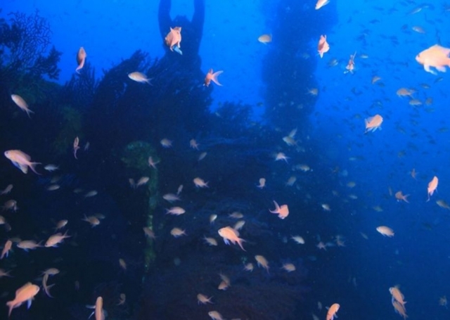  Buceo en la costa salvaje de Camarat